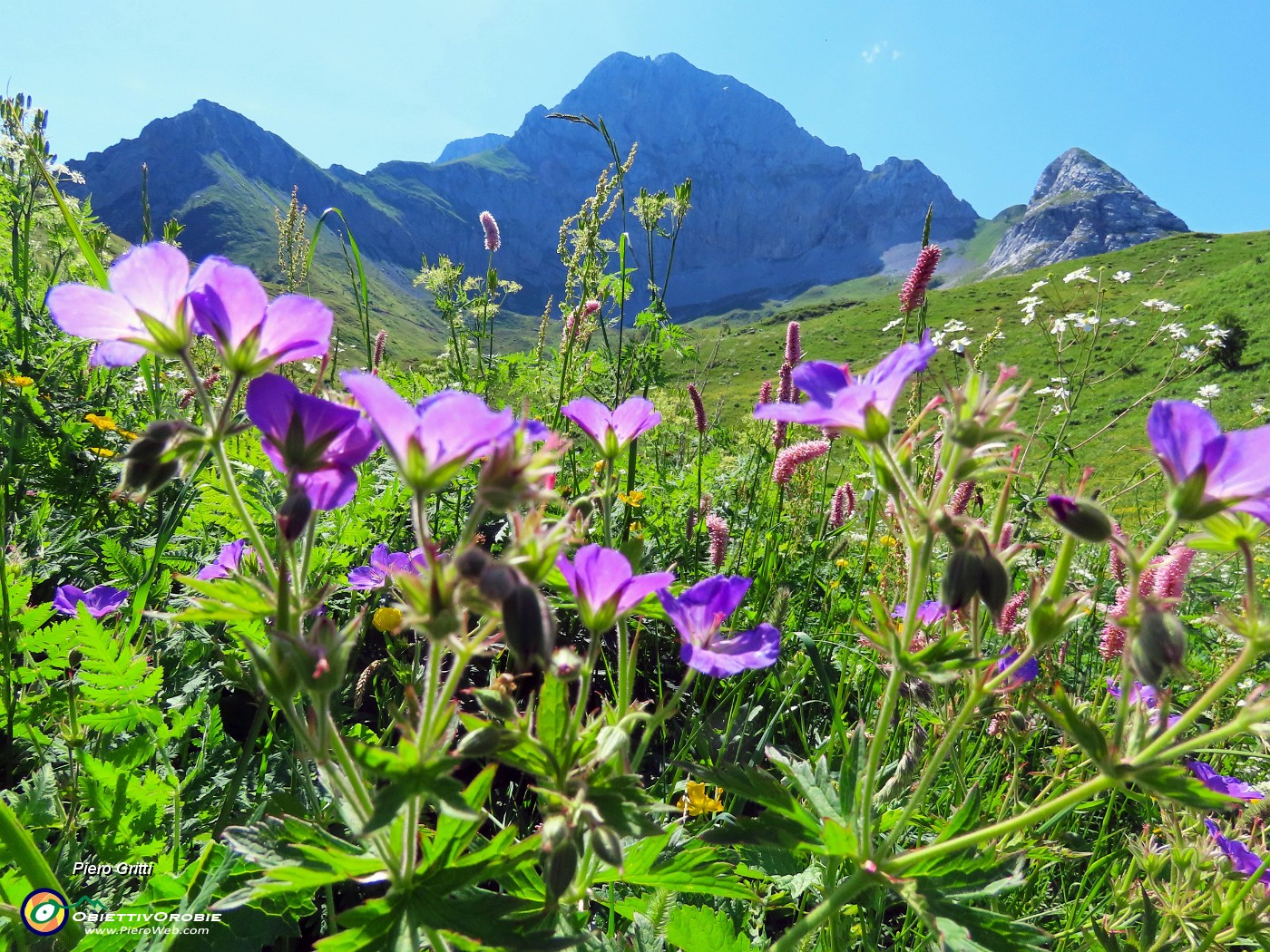 33 Geranium phaeum (Geranio stellato) con vista in Corna Piana.JPG
